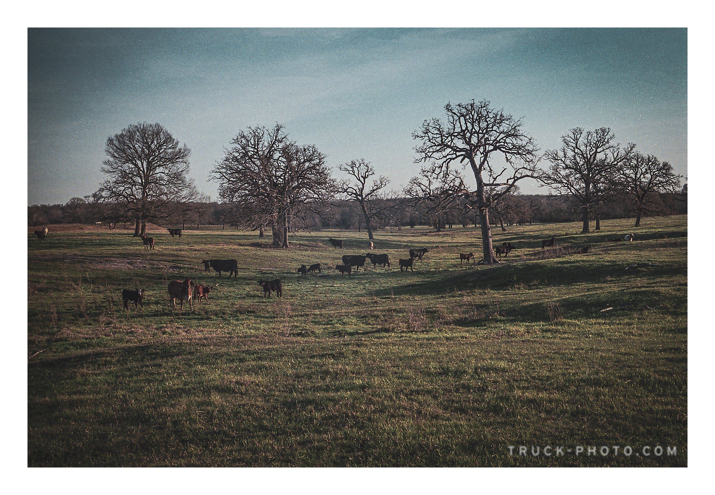 A landscape with leafless trees scattered across a grassy field and a herd of cows grazing and standing.