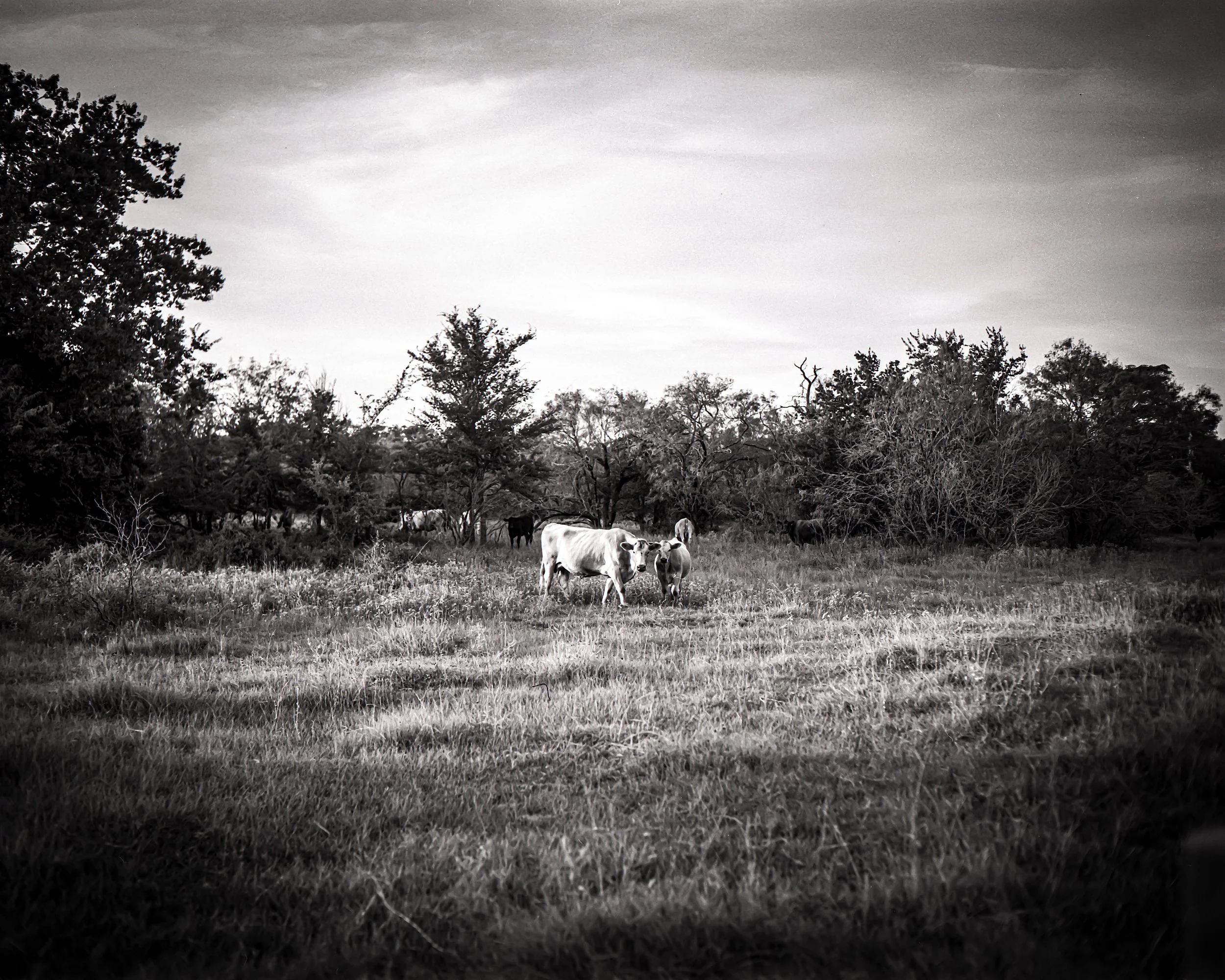Black and white photo of a grassy field with cows and trees in the background.