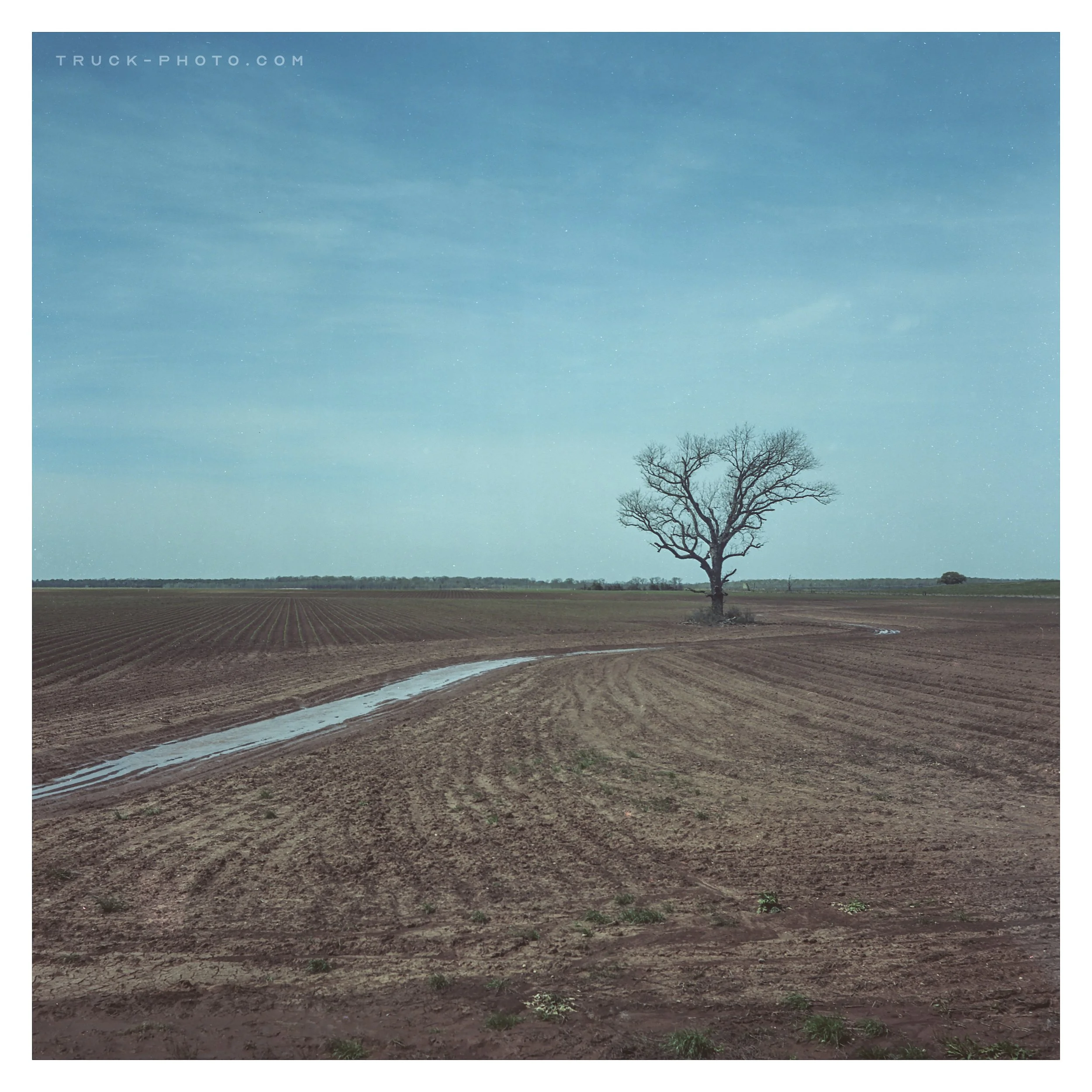 A lone, leafless tree in the middle of a vast, plowed field under a blue sky with scattered clouds.
