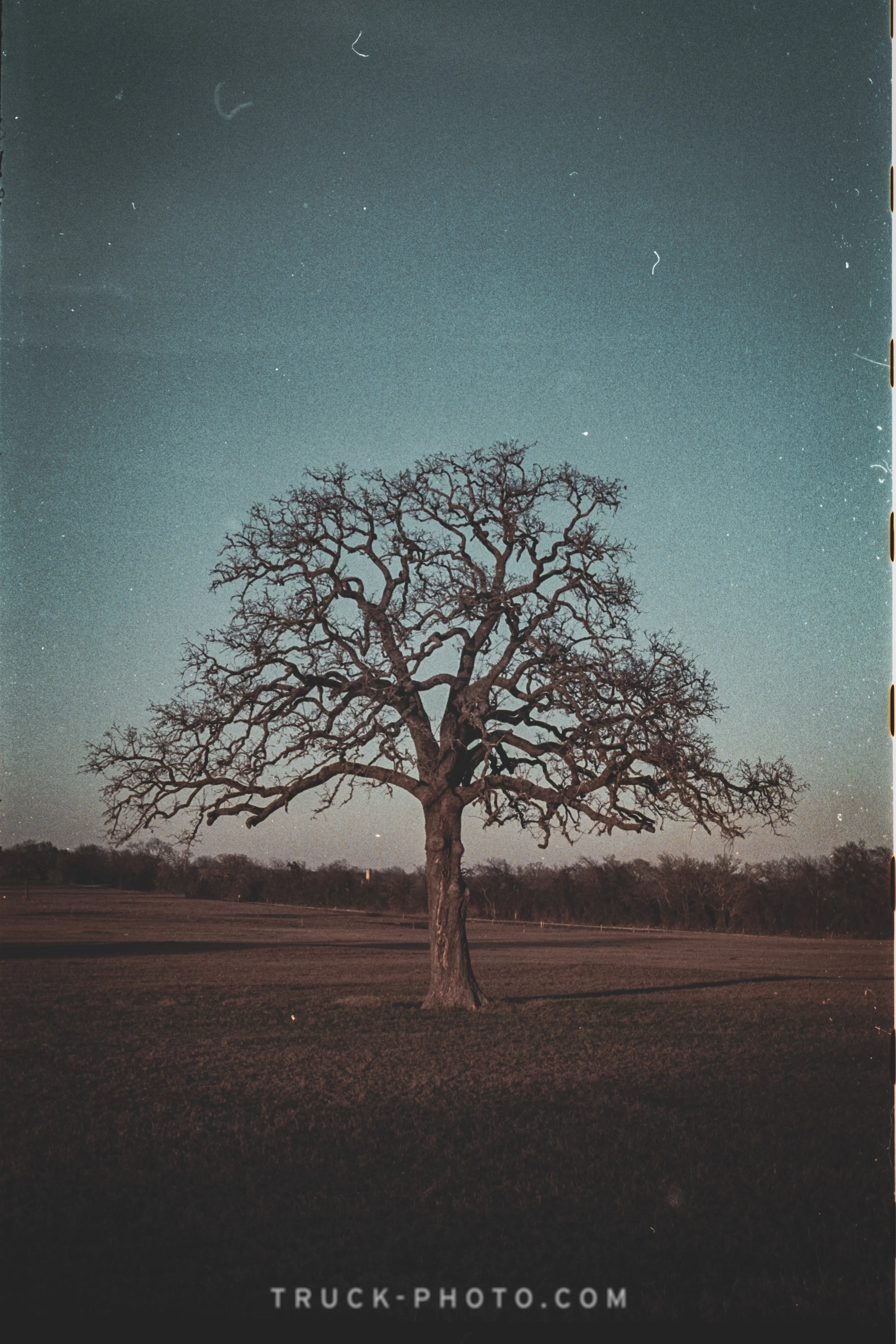 A leafless tree standing alone in an open field at night with a starry sky above.
