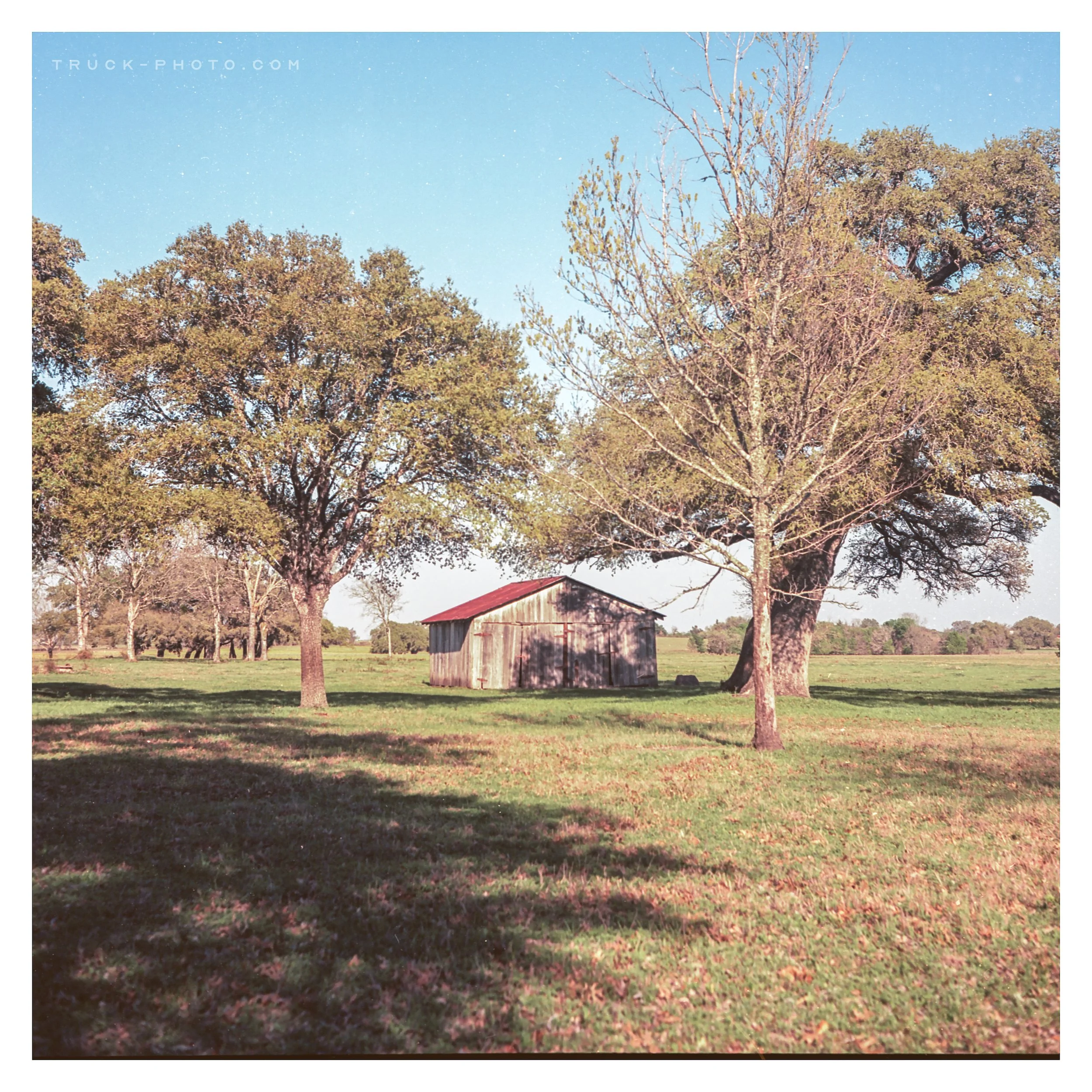 A rural scene with a weathered wooden barn, two large trees, and a grassy field under a clear blue sky.