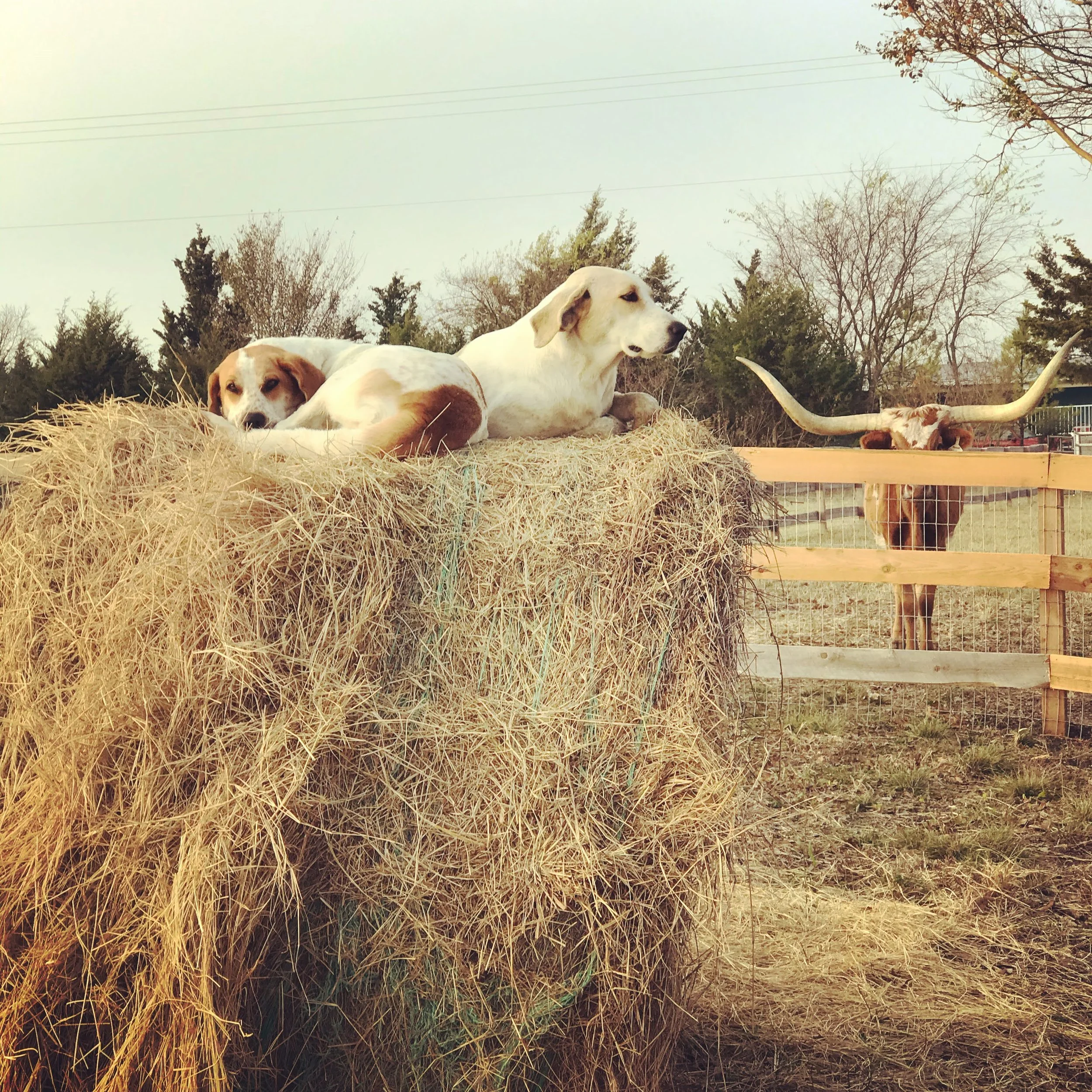 Hay Dogs.jpeg