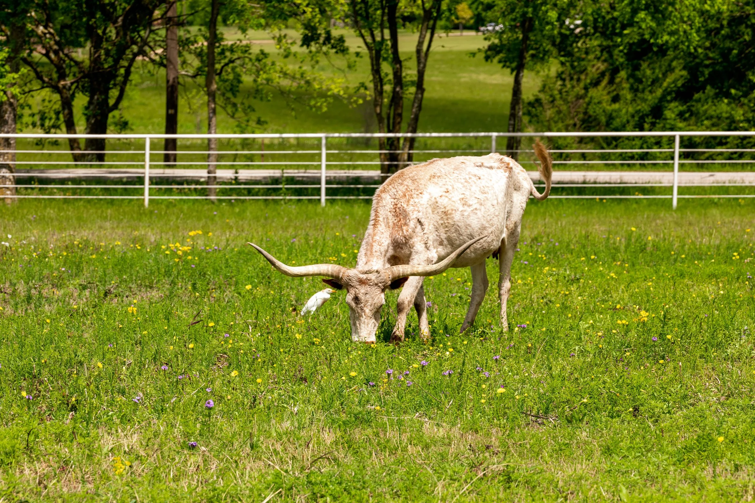 Mars Hill Farm - 101A6359.jpeg