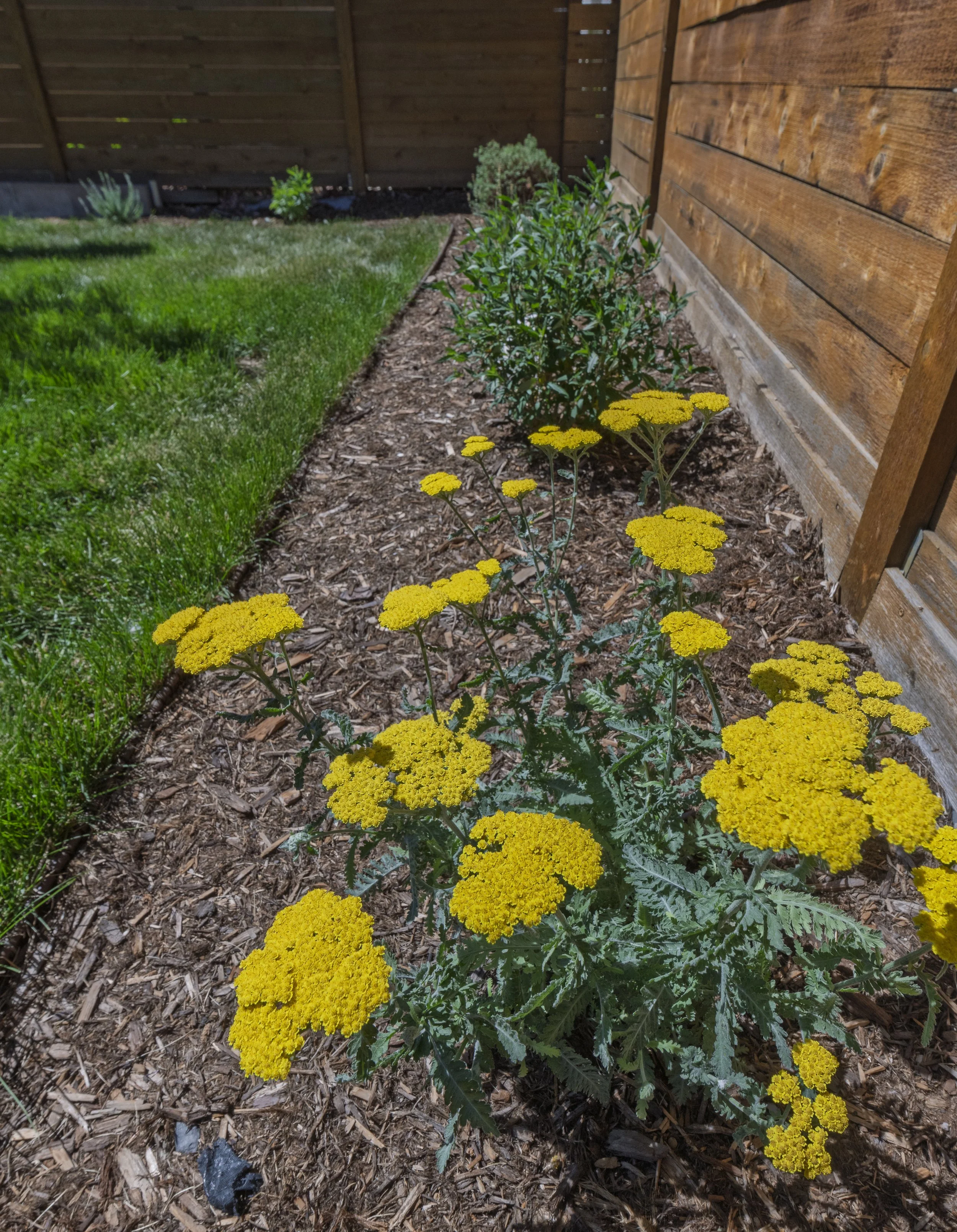 Highlands Landscaping - Emzen - Arvada-8.jpg