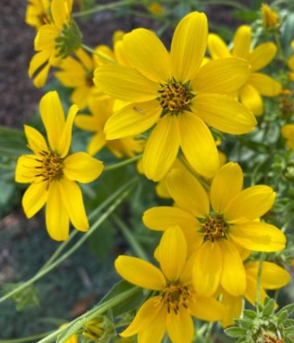 Screenshot 2026-04-16 094526.png