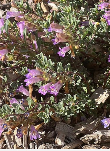 Screenshot 2026-04-16 094741.png