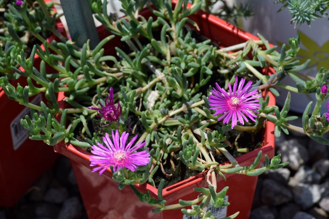 delosperma cooperi.jpg