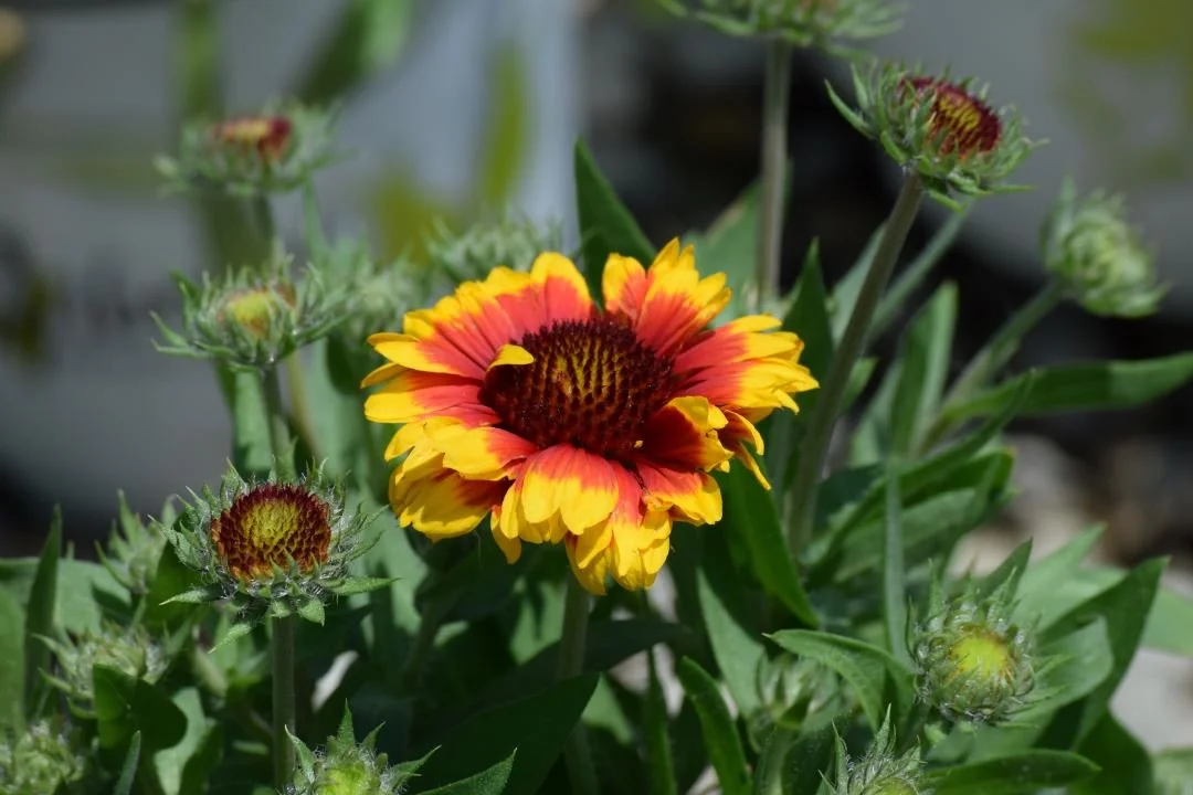 Landscaped garden with various plants, flowers, and a large rock in front of a brick house.