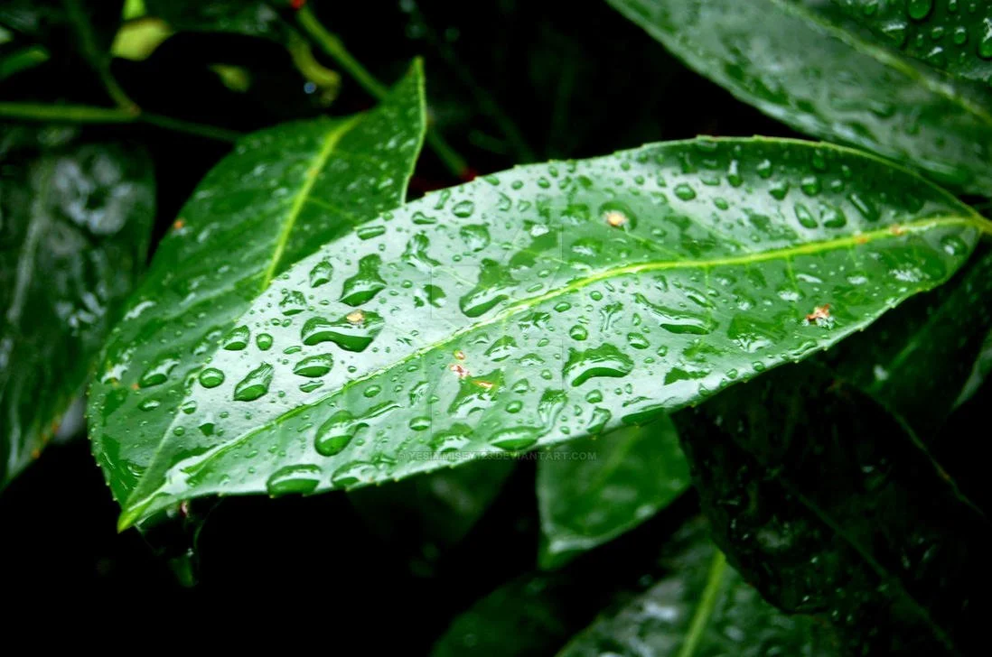 Cultivating Conditions for Growth