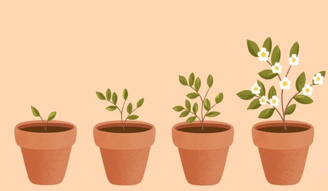 My Vision for The Scrunch