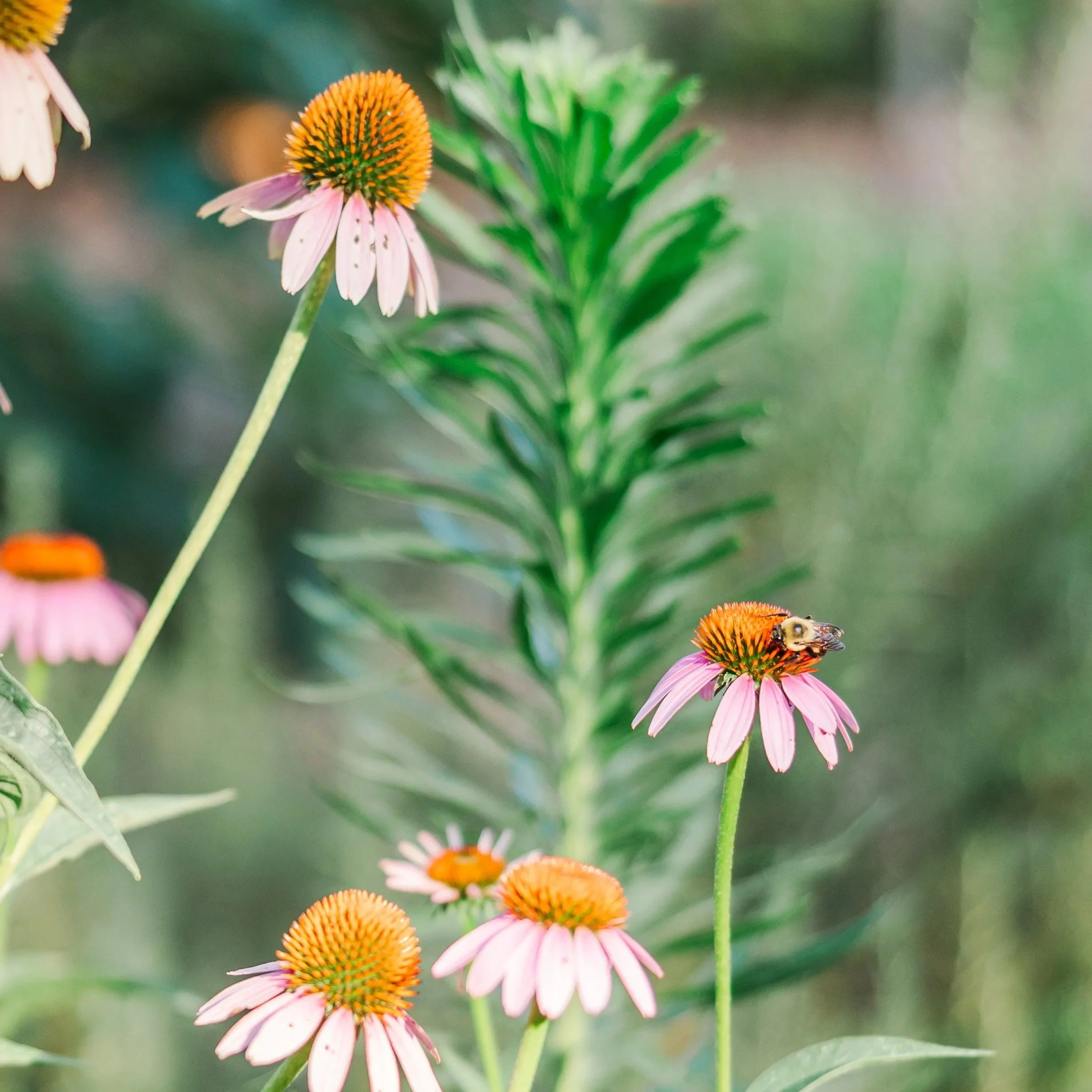 Pink coneflower with a bee on one of its petals, green foliage in the background.