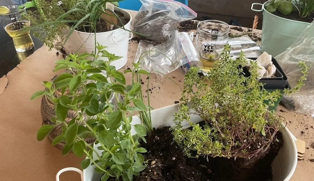 Two potted herbs—basil on the left and thyme on the right—placed in a white container on a cluttered table with gardening supplies, glasses, and plants in the background.