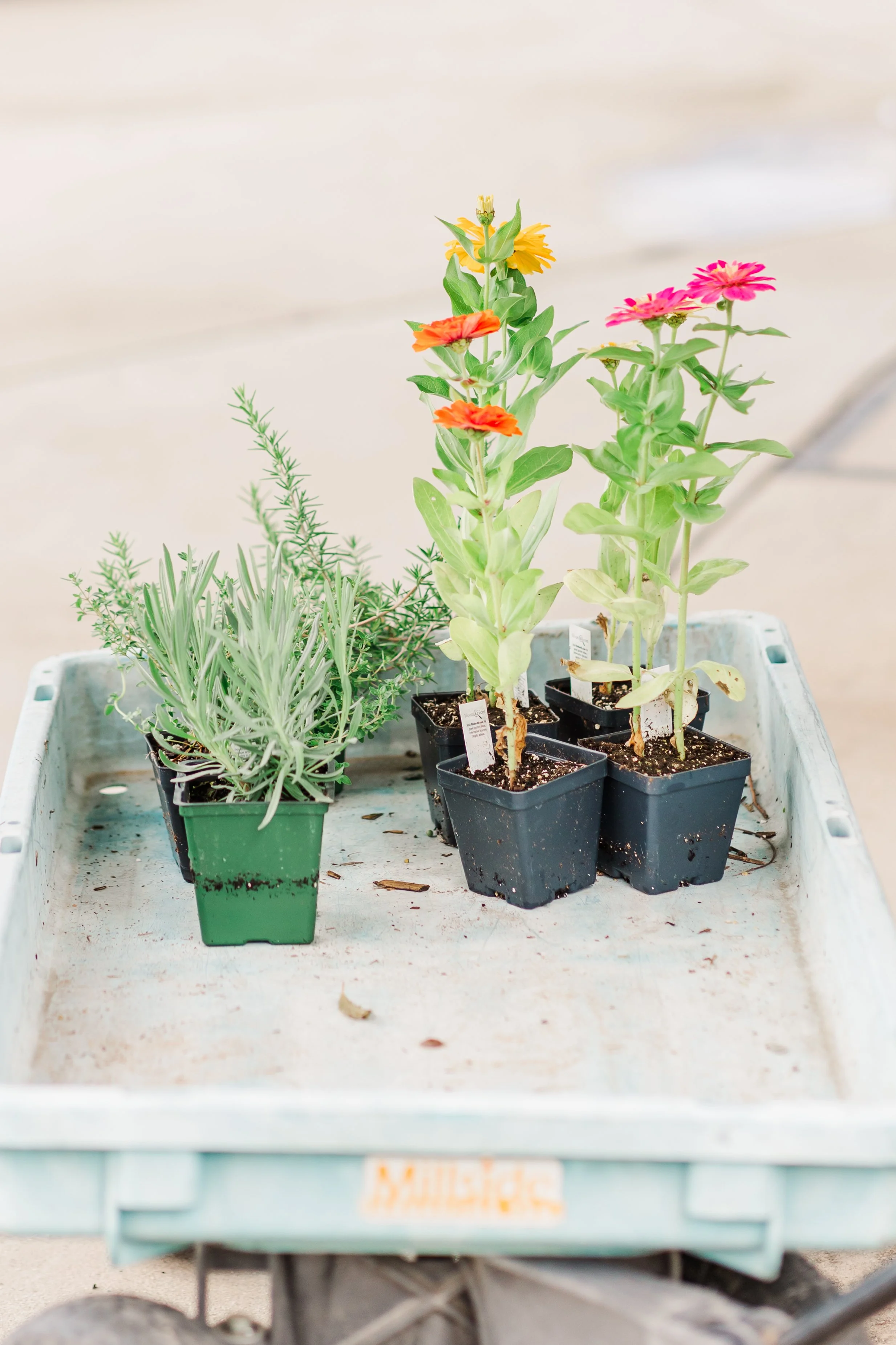 A cart carrying four small potted plants, including two with pink and yellow flowers, on a concrete sidewalk.