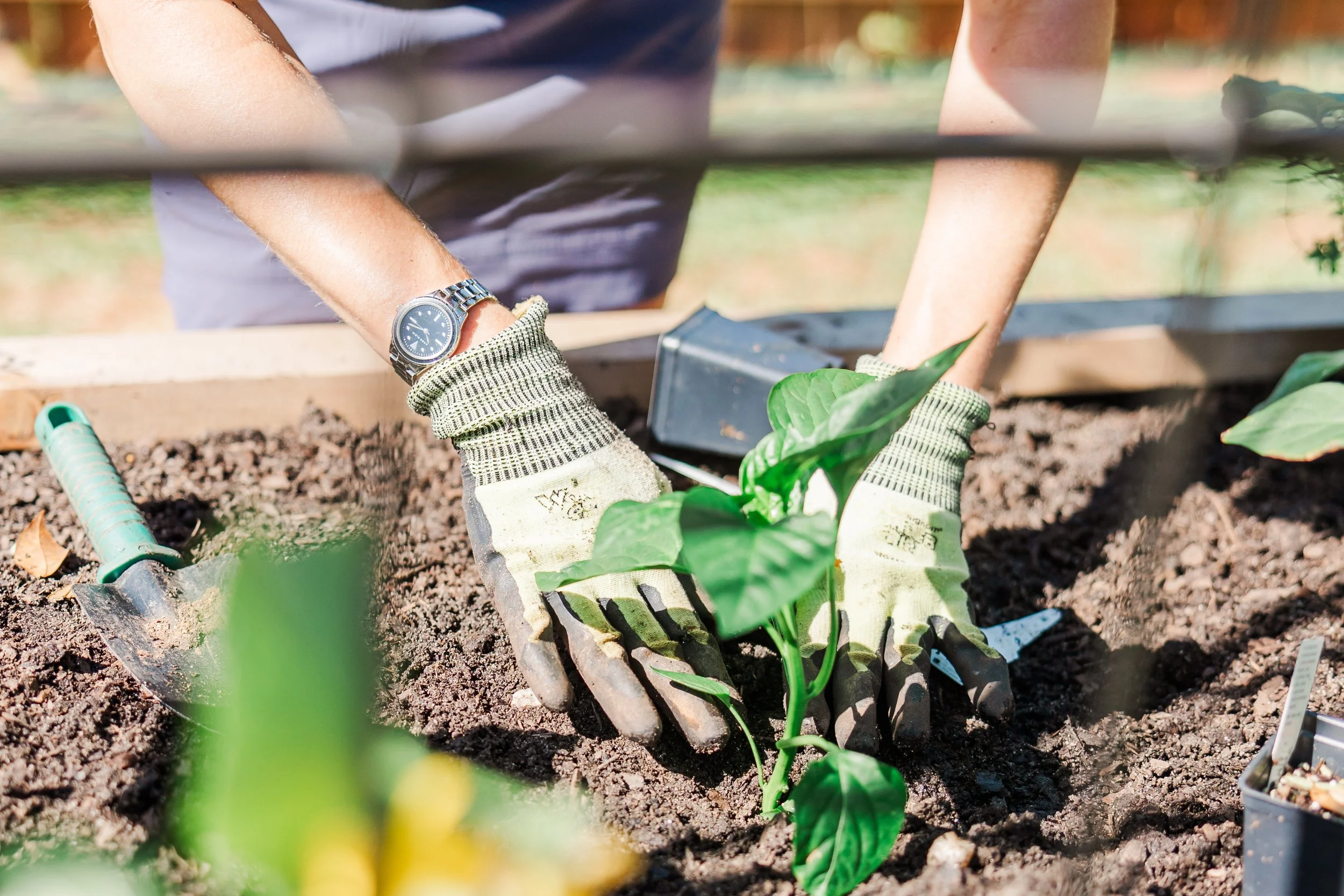 Person planting green leafy plant in soil using gloves, garden trowel and gardening tools in outdoor garden bed.