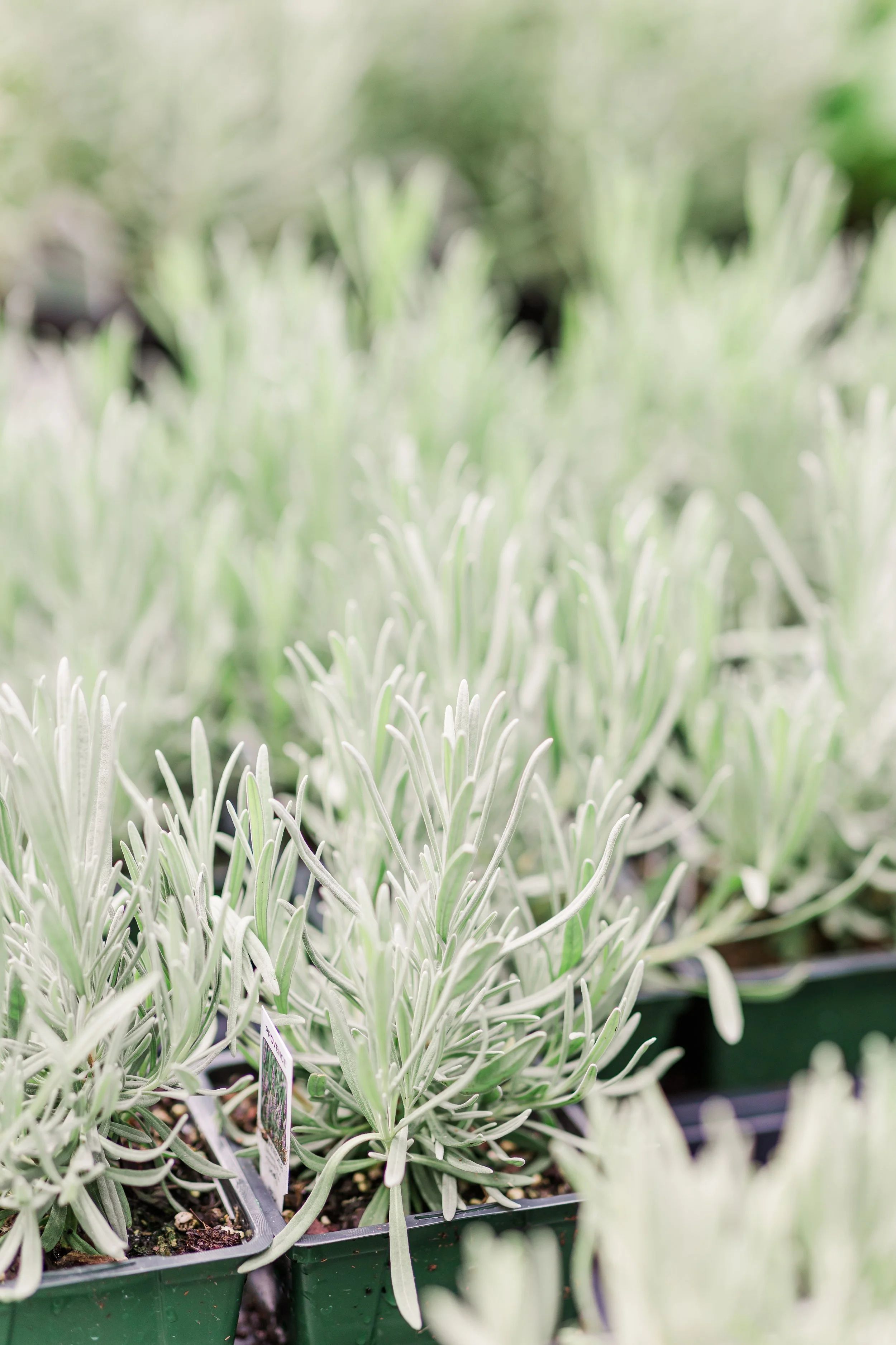 Potted plants with long, slender, light green leaves, displayed in a greenhouse or garden center.