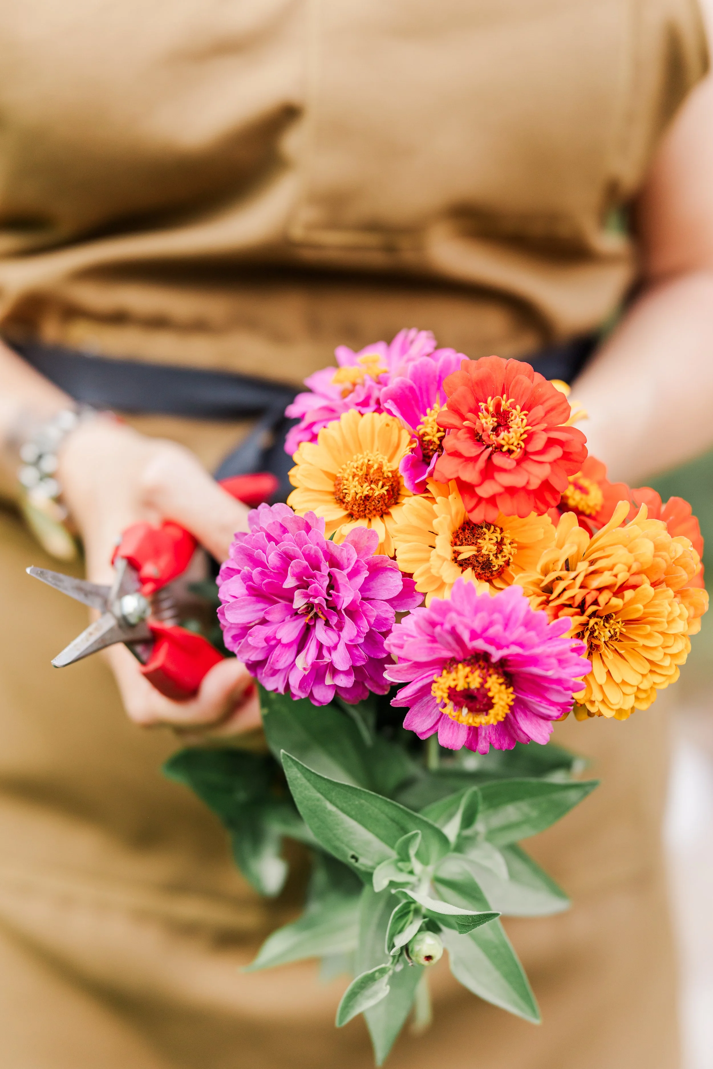 Person holding a bouquet of colorful zinnias, with a pair of red pruning shears in their hand.