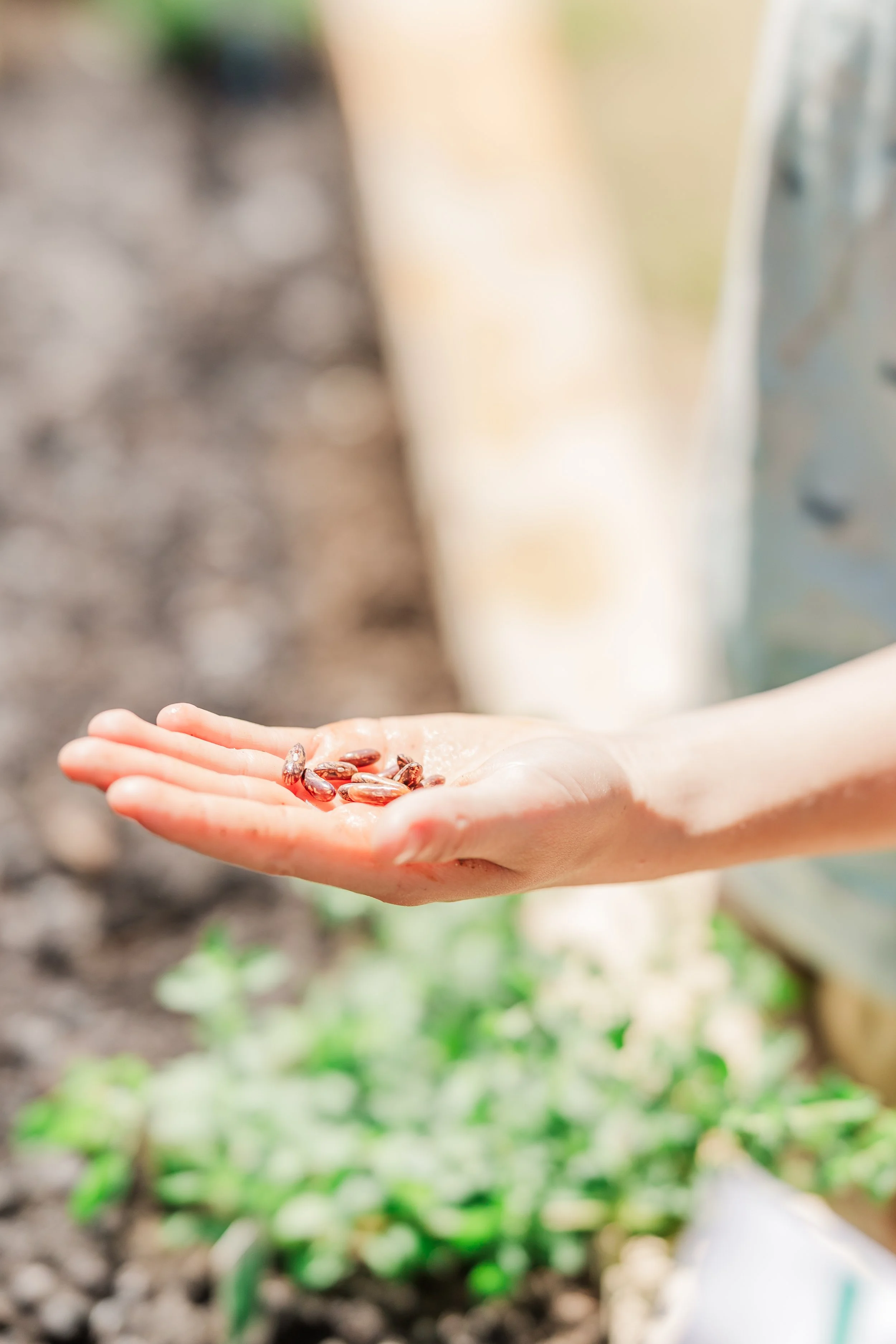 Person holding a handful of seeds outdoors with blurred plants in the background.