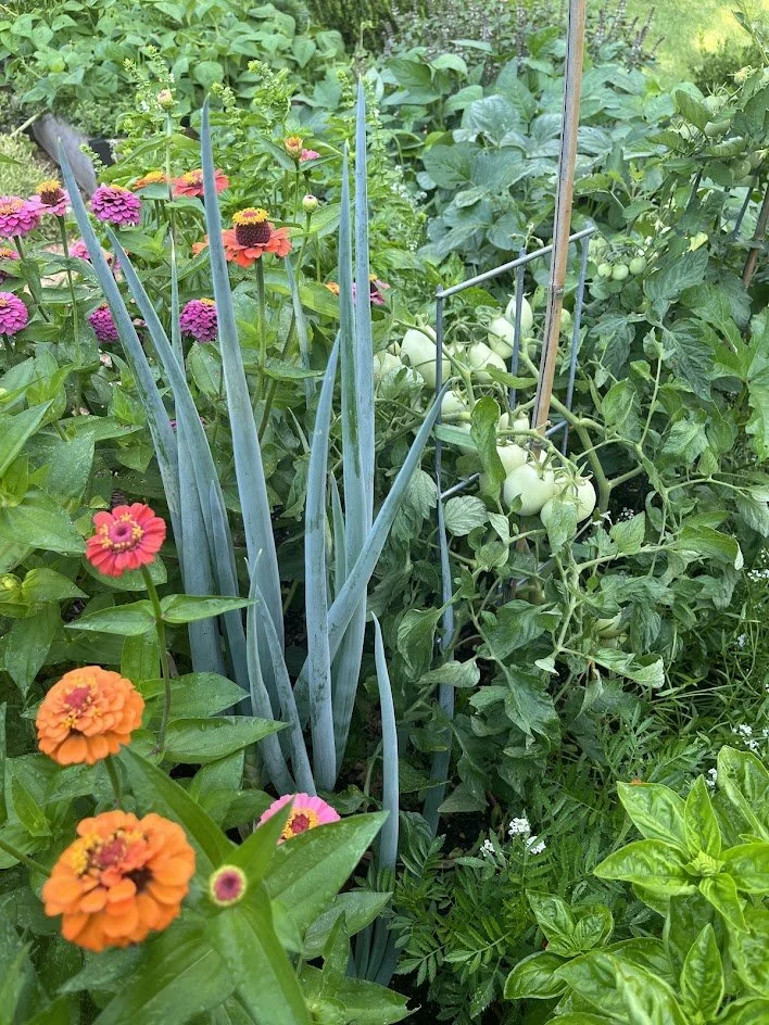 A garden filled with colorful flowers and green plants, including zinnias in orange, pink, and purple, along with tomato plants bearing green tomatoes, and other leafy greenery.