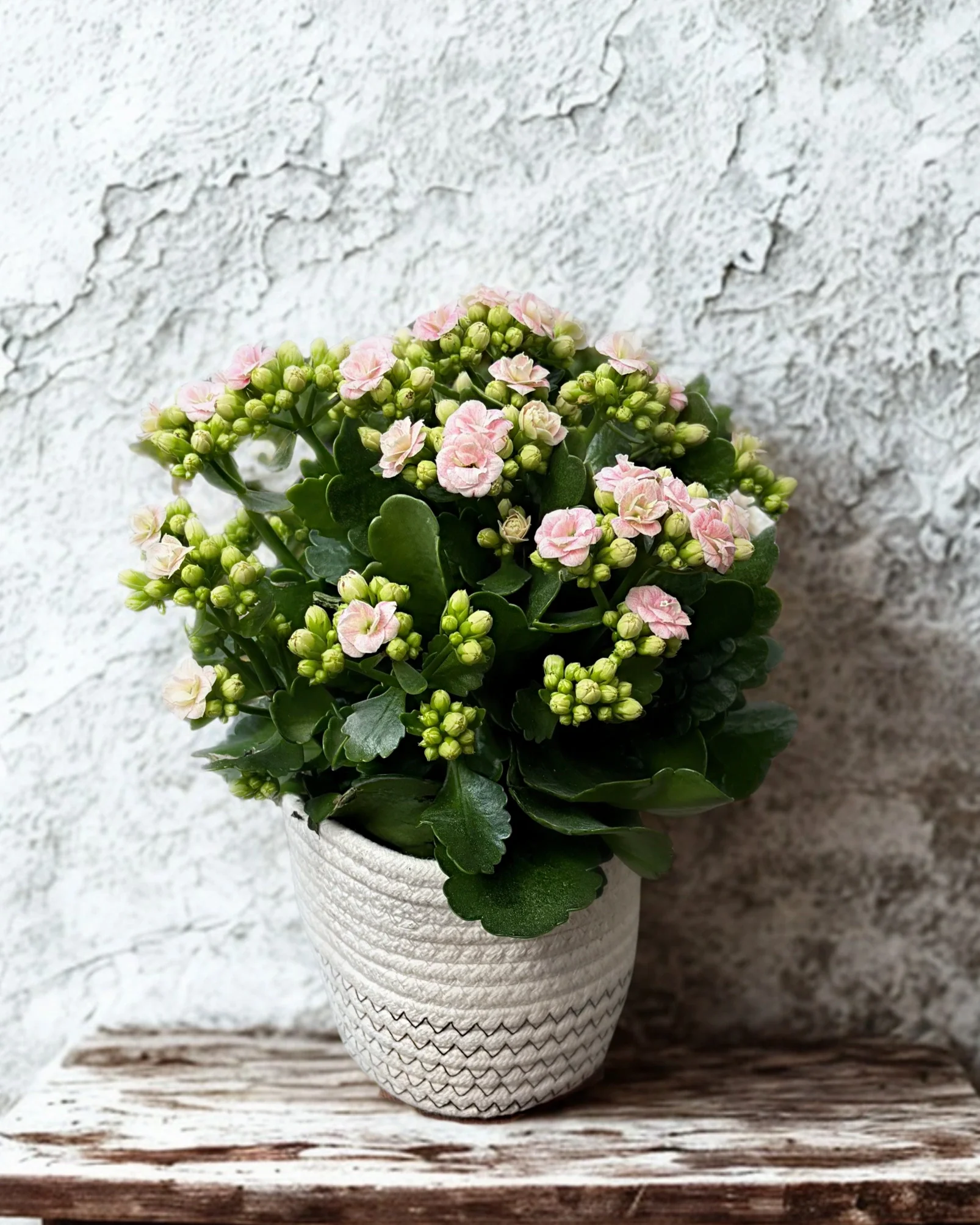Potted plants Hastings.webp