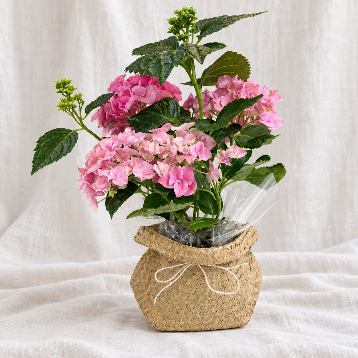 HYDRANGEA PLANT