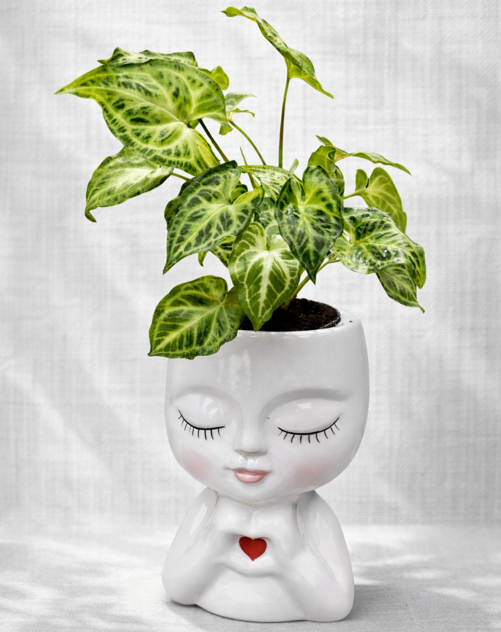 potted-indoor-plant-hawkes-bay.jpg.png