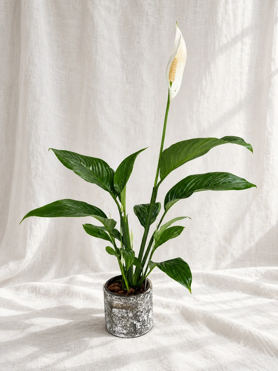 PEACE LILY