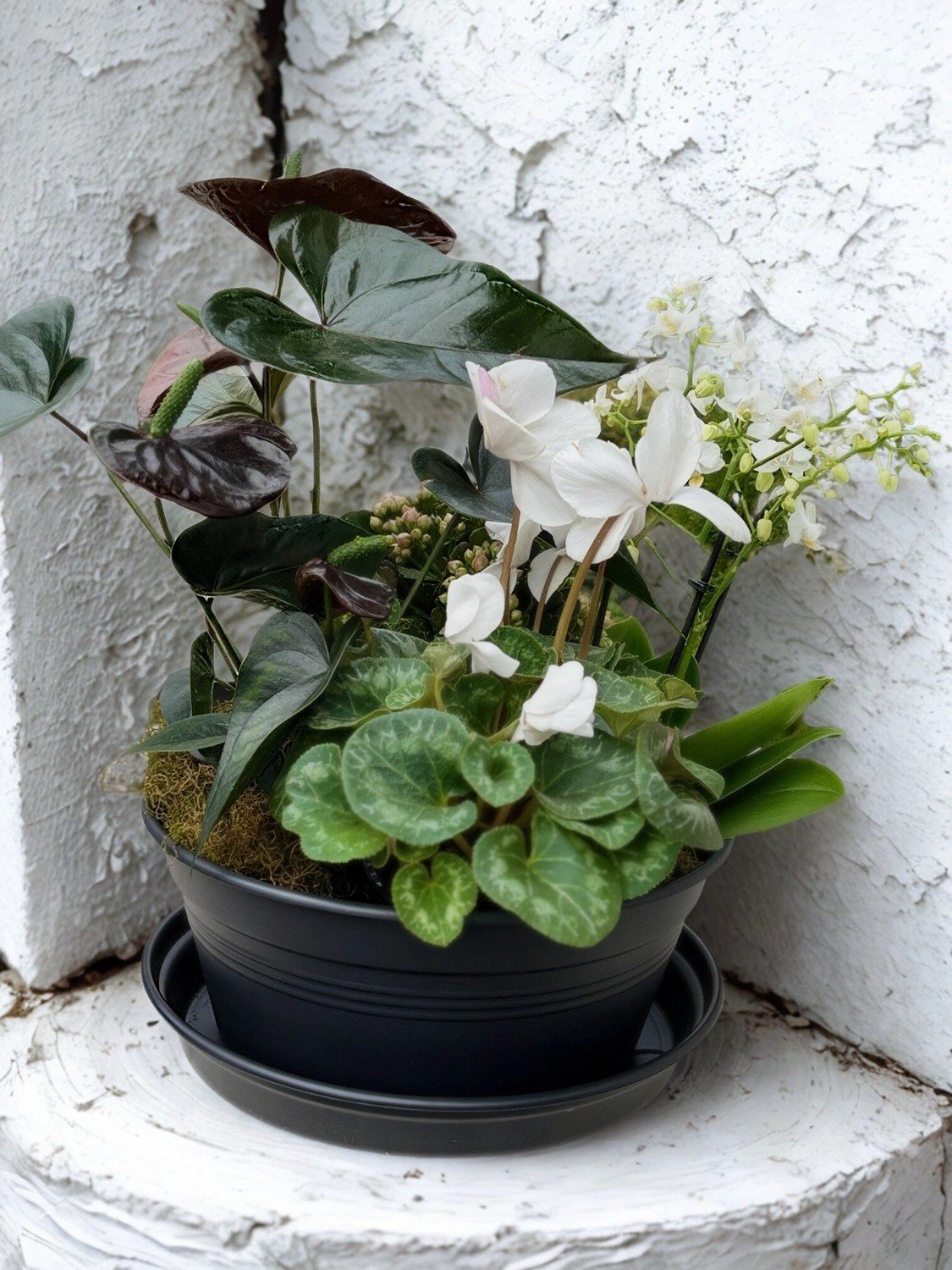 Indoor Plant Bundle