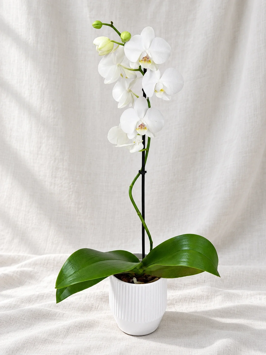 PHALAENOPSIS ORCHID