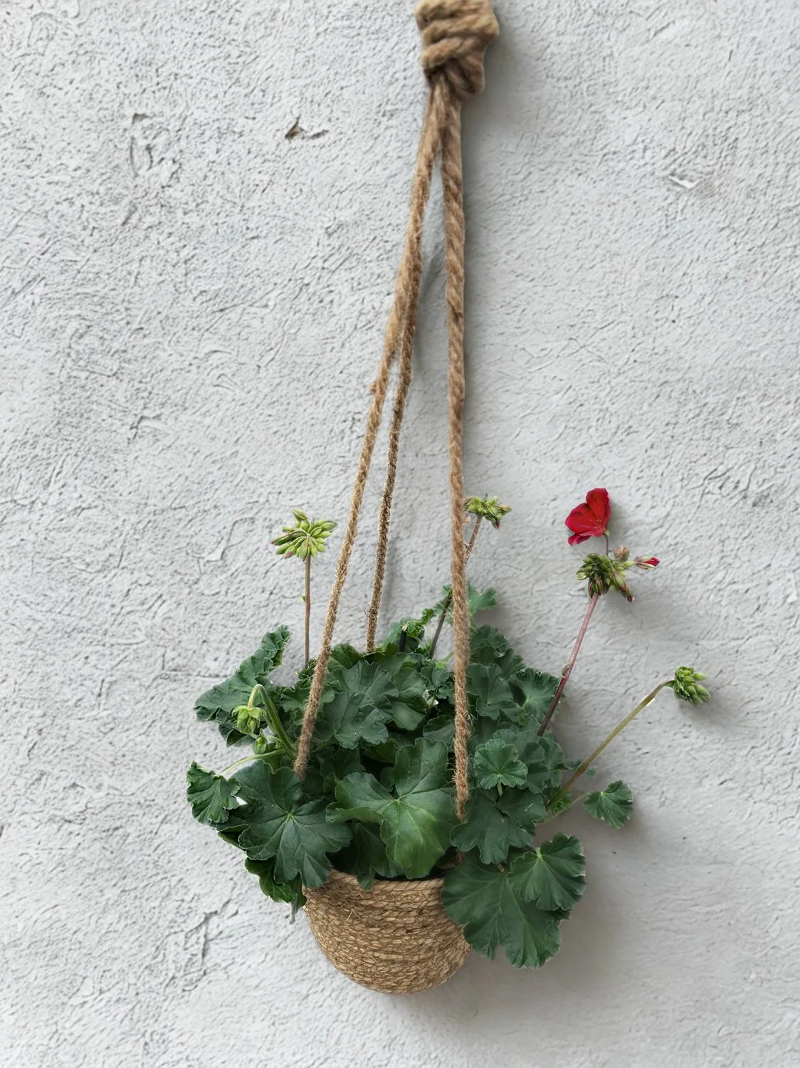 HANGING PLANT