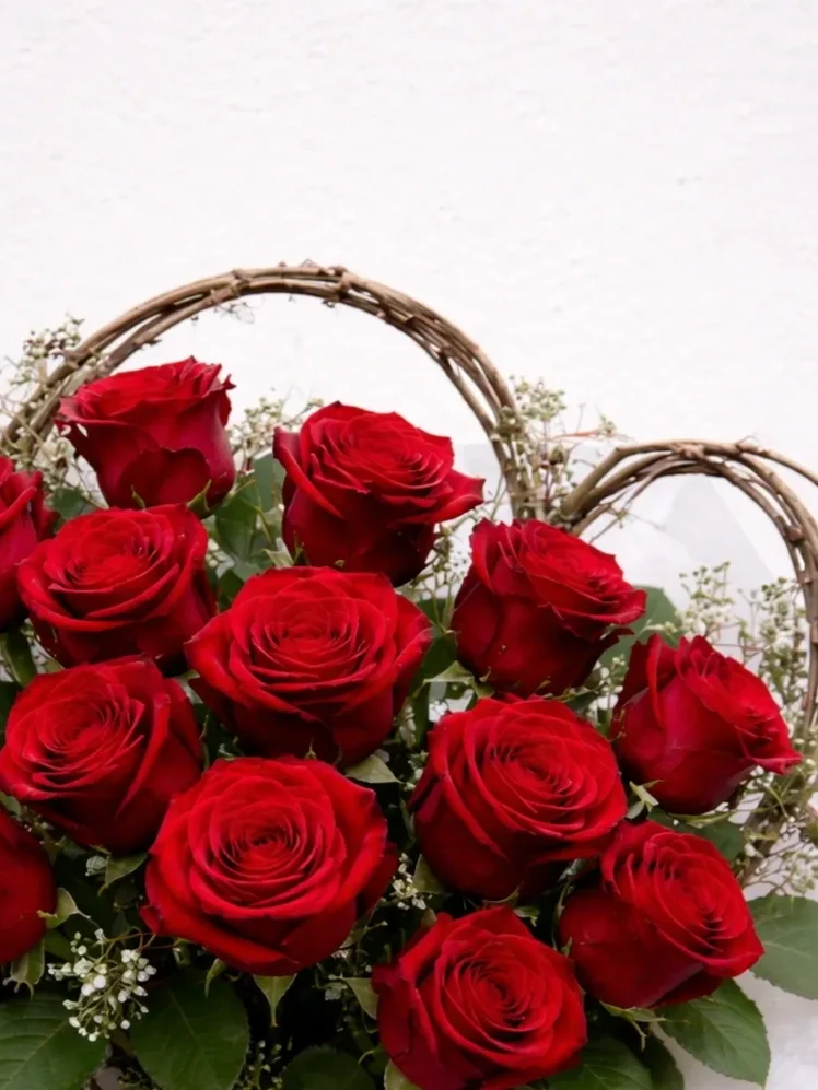 Dozen Red Premium Roses gift wrapped and available for Valentine's day delivery Havelock North, Hastings, & Napier