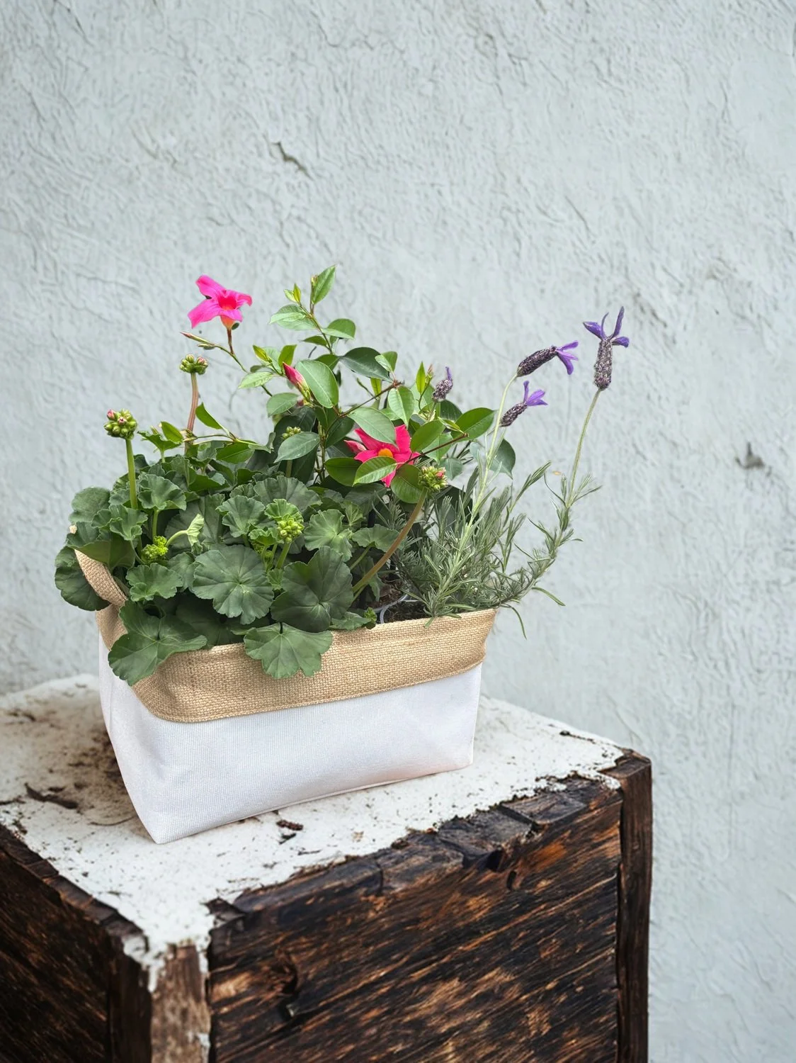 Plants Havelock North Hastings.jpg