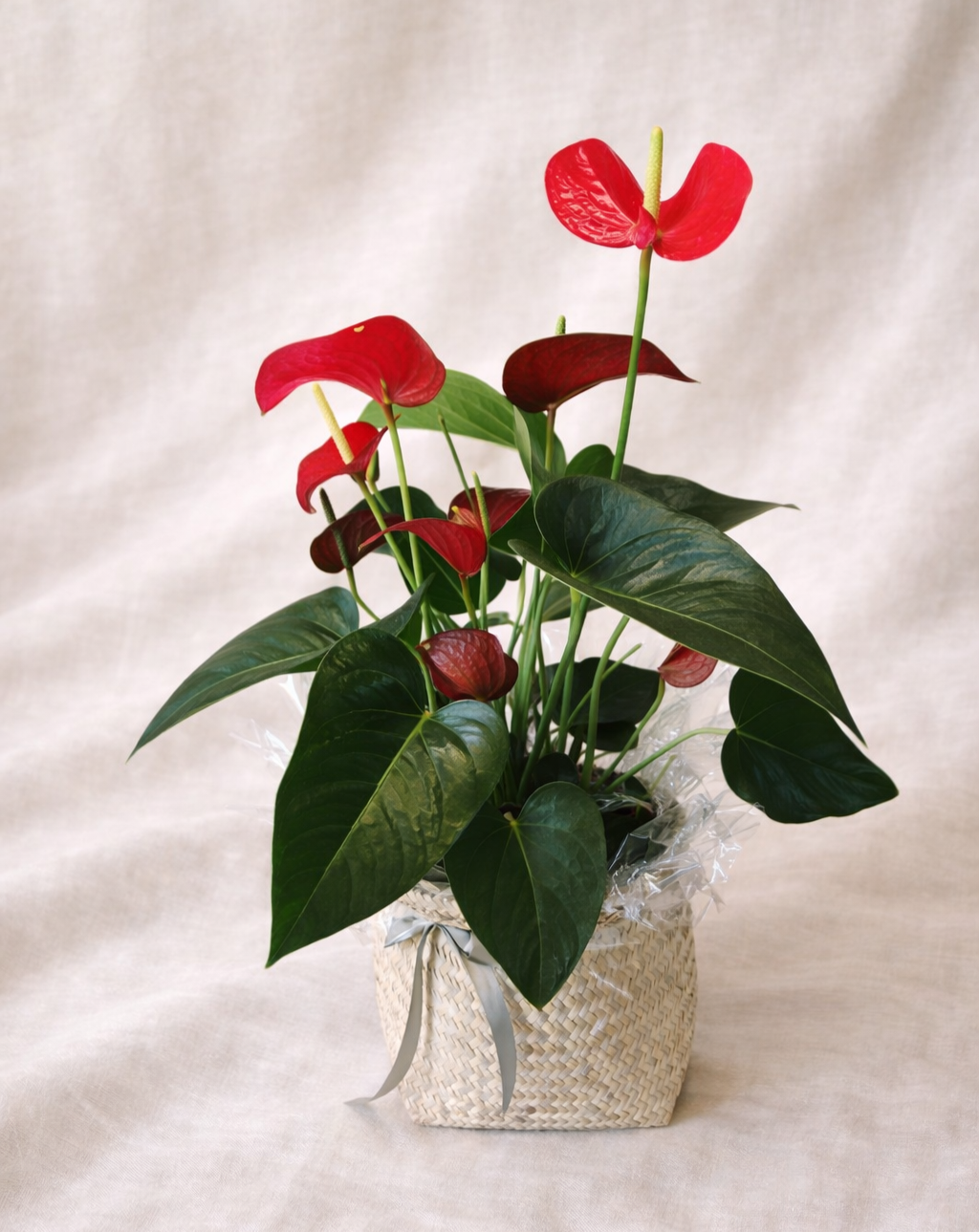 ANTHURIUM PLANT - RED