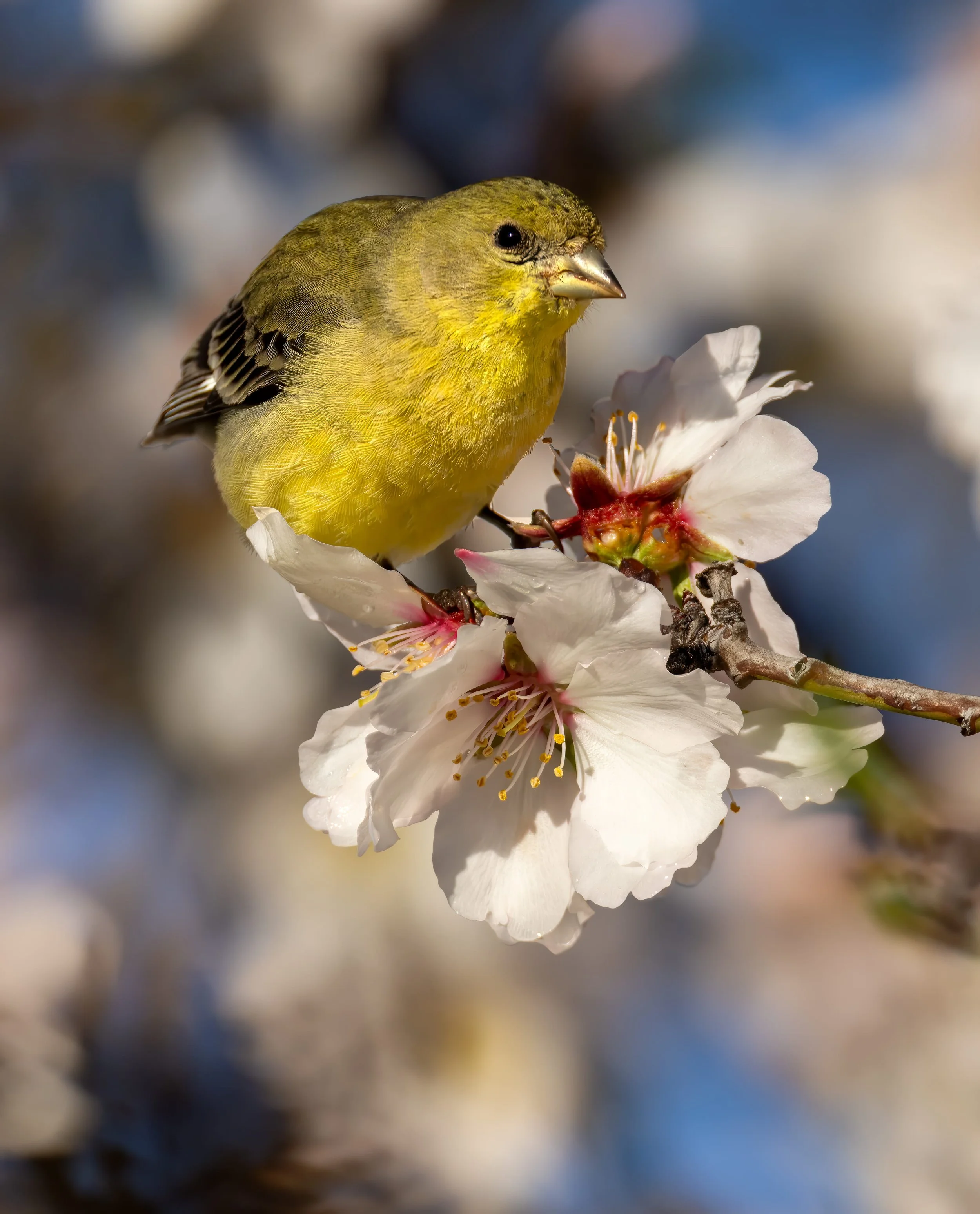 Lesser Gold Finch with Almond Blossoms	by Barbara Mallon

In February, I carrry my camera in Almond Park and photograph the blossoms and birds. This Lesser Gold Finch was busily removing petals. 
