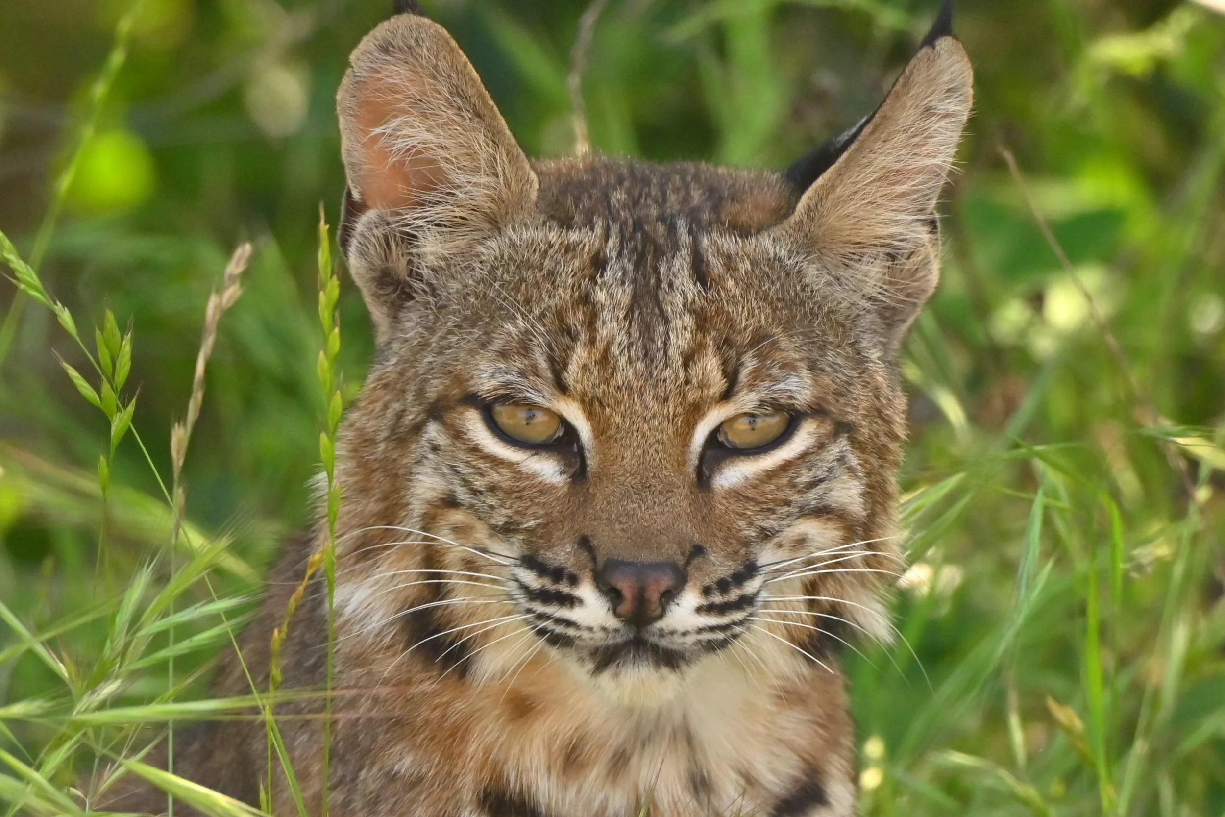 Serious Bobcat	by Zachary Jellin

 I ran into this Bobcat at dusk at Shadow Cliffs, Pleasanton. He suddenly crossed the path no more than 30 feet from me. He showed no fear, I imagine he is used to heavy foot traffic as the park is popular. I was cer