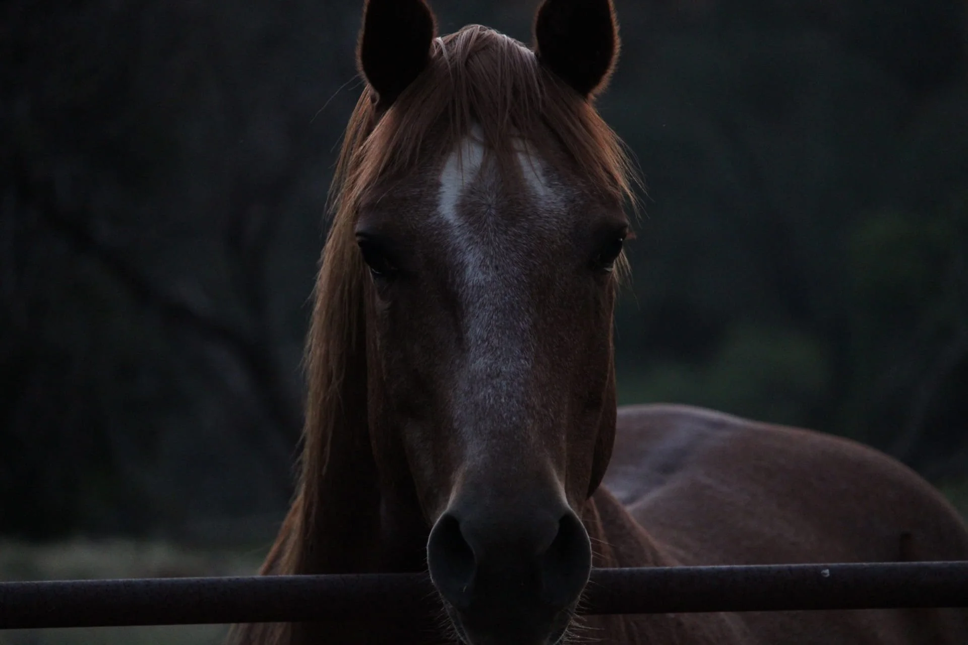 Brown Horse in Valley by Brooke Harris 

This was taken at a small valley above Del Valle Lake in late Spring 2026. I saw the horses in the field and one ran up to the gate as if it wanted me to take a picture of it. 