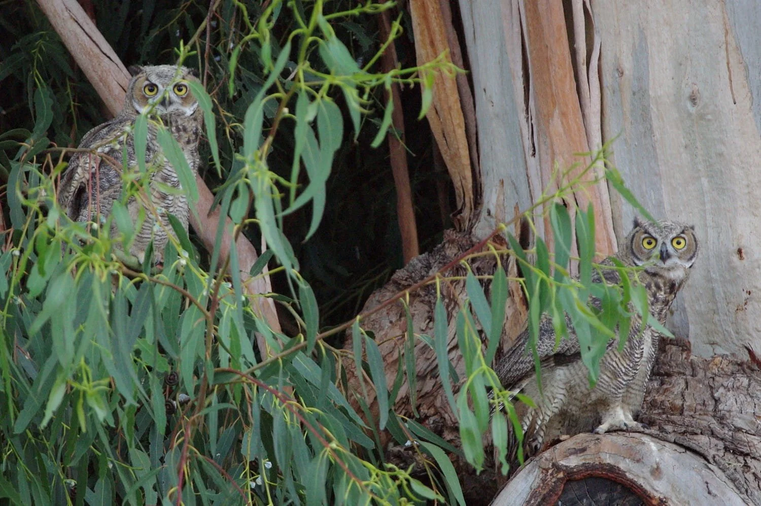 Owls by Richard Rollins 

2 owls looking, not too happy, with me taking the picture. Located on our Eucalyptus Tree at Tenuta Winery.
