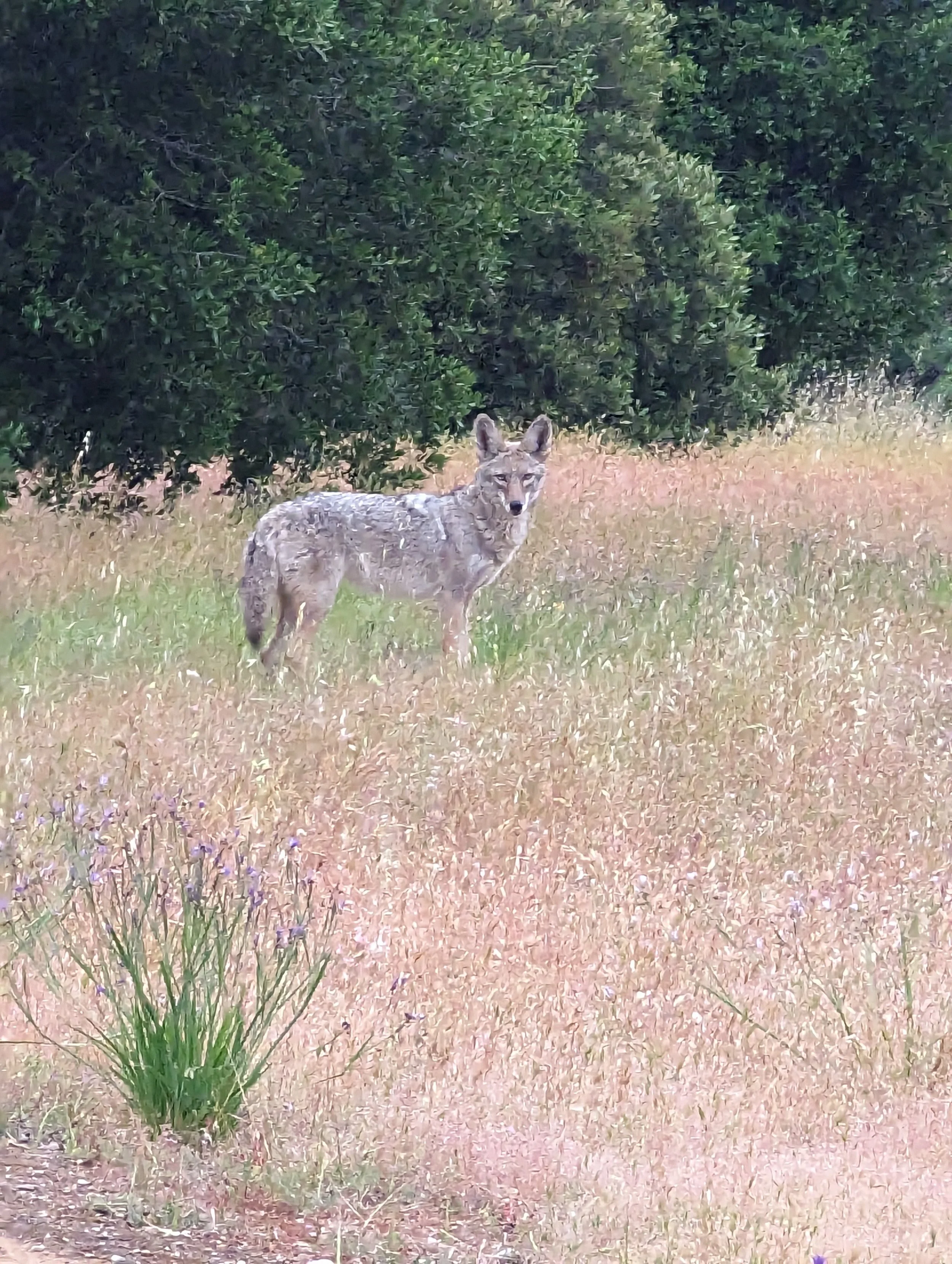 Wild Coyote by Robert Gibbons

Wild Coyote Poses Confidently in May While Strolling the Ruby Hill Open Space
