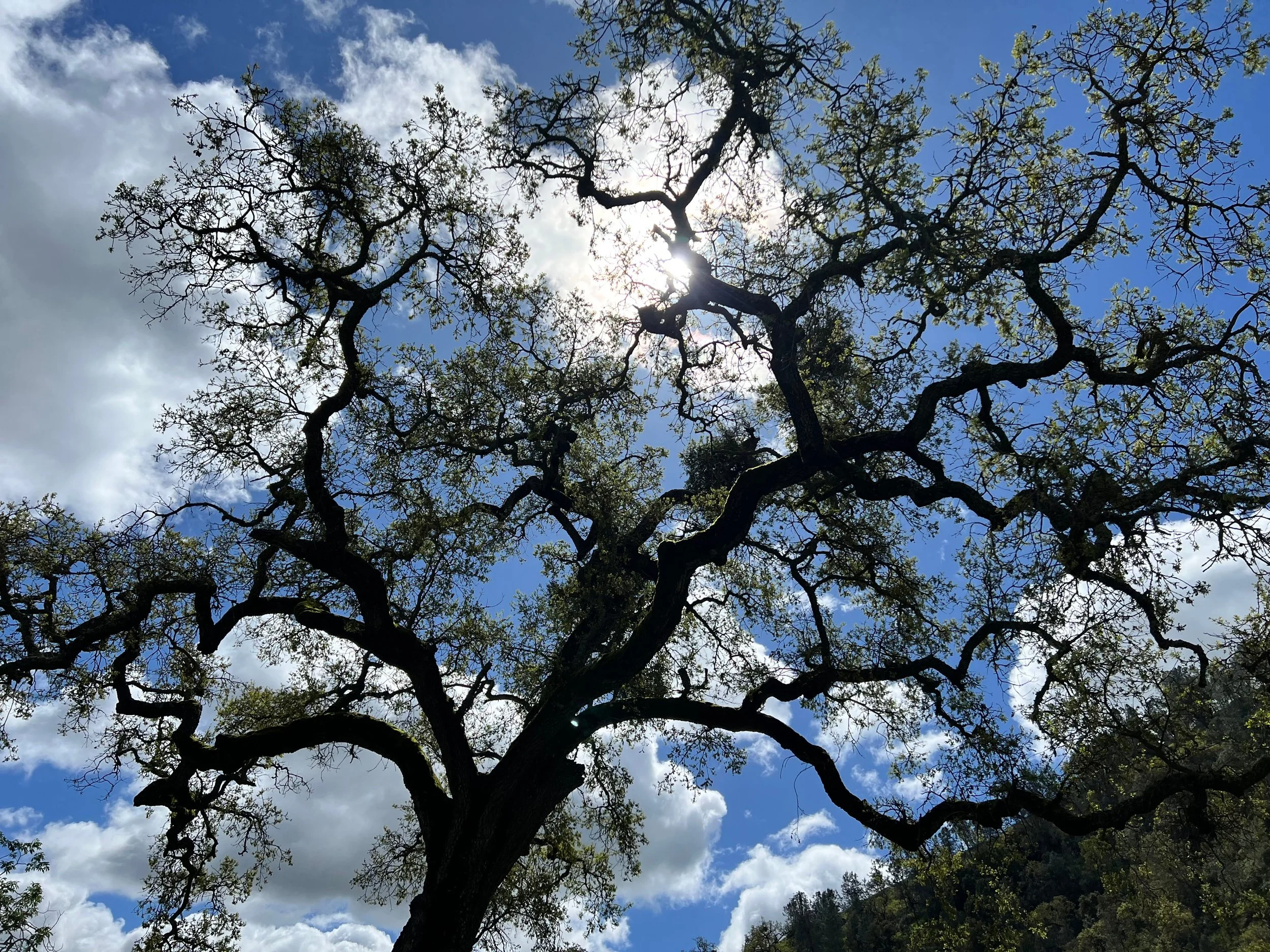 Looking Up	by Lynn Monica