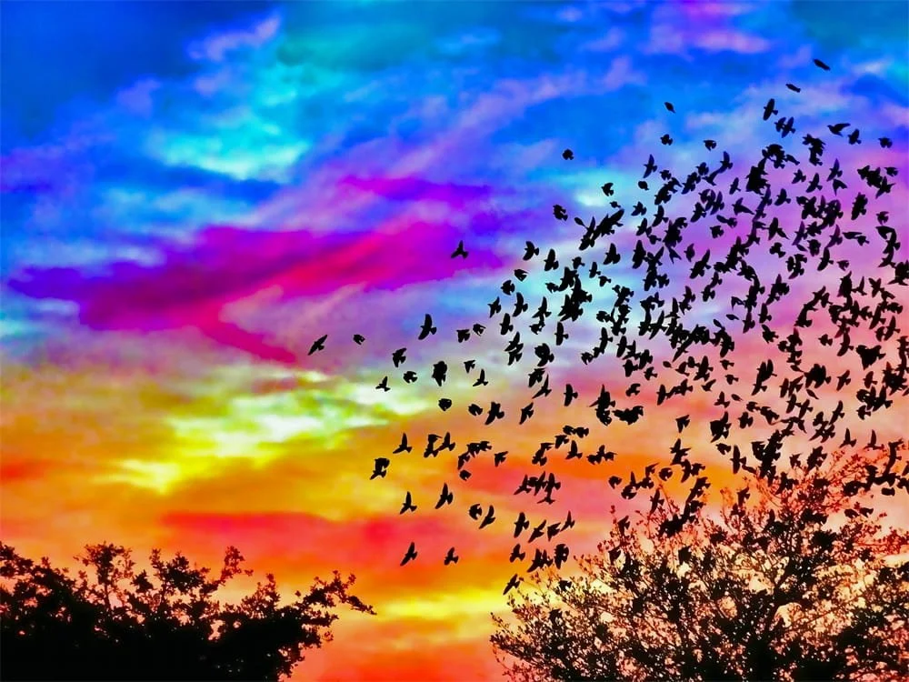 Where the Wind Take Us by Monique Rardin Richardson

Captured at dusk over Diablo Valley College parking lot in San Ramon, California. This photograph freezes a fleeting moment of collective instinct, where hundreds of bird silhouettes fly through be