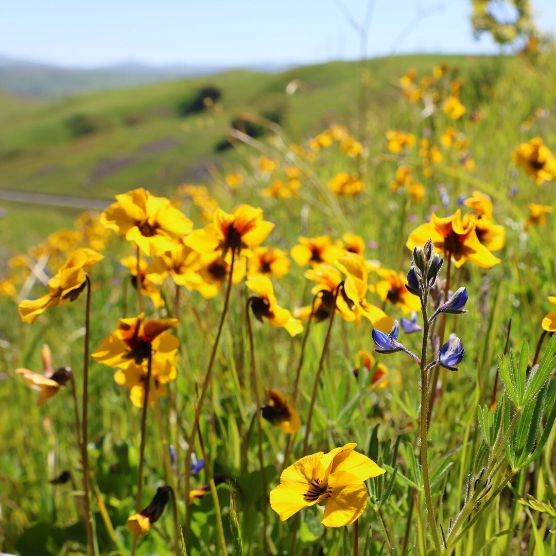 Wildflower season is almost here! 🌼⁠
⁠
After that very wet winter, hopes are high that we'll have another super bloom this year.⁠
⁠
In the meantime, enjoy these stunning shots of last year. 💫⁠
⁠
📷: Tyler Gargiulo⁠
⁠
#wildflowerseason #wildflowerph