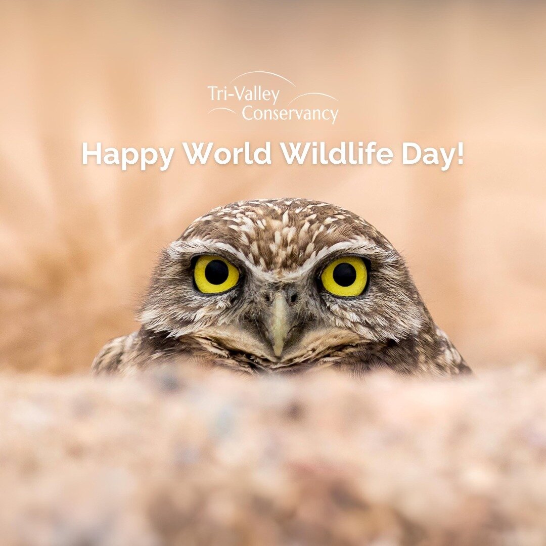 As we celebrate World Wildlife Day, we'd like to say thank you for your continued support that helps us safeguard crucial wildlife habitats like the Burrowing Owl Habitat in Doolan Canyon. 🌍🦉⁠
⁠
Your support goes a long way in preserving our region