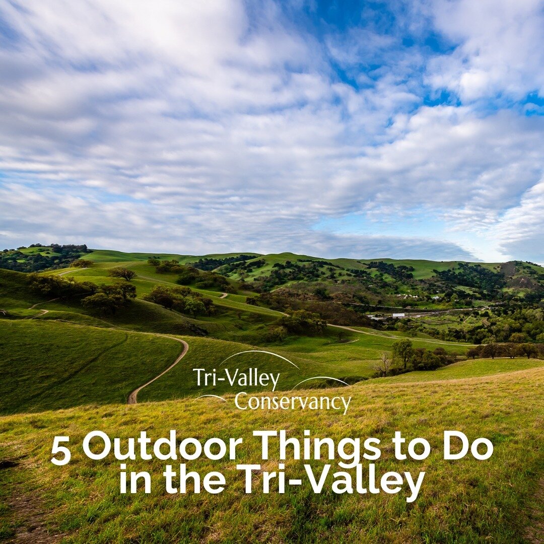 Looking for outdoor activities in the Tri-Valley? 🌳⁠
⁠
Check out these 5 fun activities that are perfect for enjoying our sunny spring weather.⁠
⁠
#visittrivalley #visitcalifornia #californiaholics #livermoreca #trivalleyca #springactivities #califo