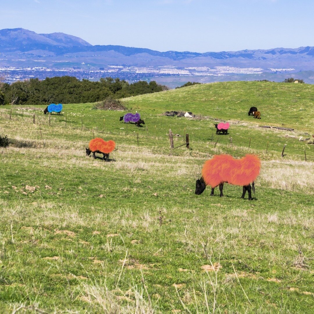 Breaking News: Tri-Valley's first rainbow cows spotted! 🌈🐮 ⁠
⁠
These fluffy, technicolor beauties are here to add some extra color to our already vibrant wildlife.⁠
⁠
Just kidding! Happy April Fool's Day 😄 ⁠
⁠
#livermore #trivalley #livermoreca #t