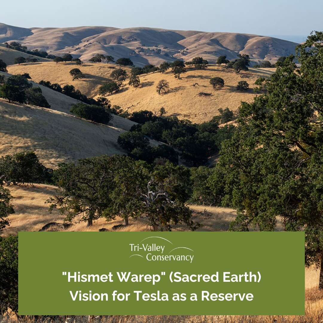 Tri-Valley Conservancy proudly supports the preservation of Tesla Park.

Tesla Park harbors numerous threatened and endangered species, sacred Native American sites, and historic landmarks.

TVC, alongside organizations such as Save Mount Diablo, Cen