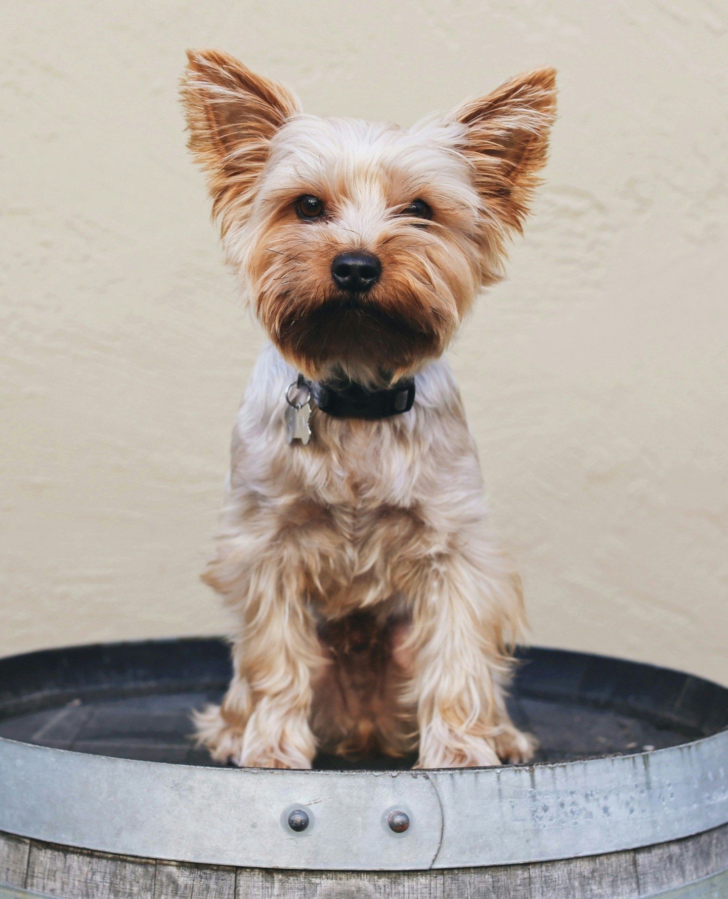 Spend a paw-some afternoon at Vasco Row on April 14 for Wine &amp; Wags! 🐾🍷⁠
⁠
Enjoy wine pours from nine wineries, pet-themed gifts, live music, and more! Plus, meet adorable dogs looking for their forever homes.⁠
⁠
25% of proceeds from ticket sal