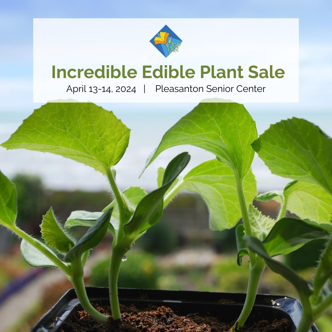 #gardeningeventReady for homegrown goodness in your garden? 🌱

Join the UCCE Master Gardener Program of Alameda County(@alamedamg) at the Incredible Edible Plant Sale, and get your hands on a wide variety of vegetable seedlings and herbs.

🗓️ April