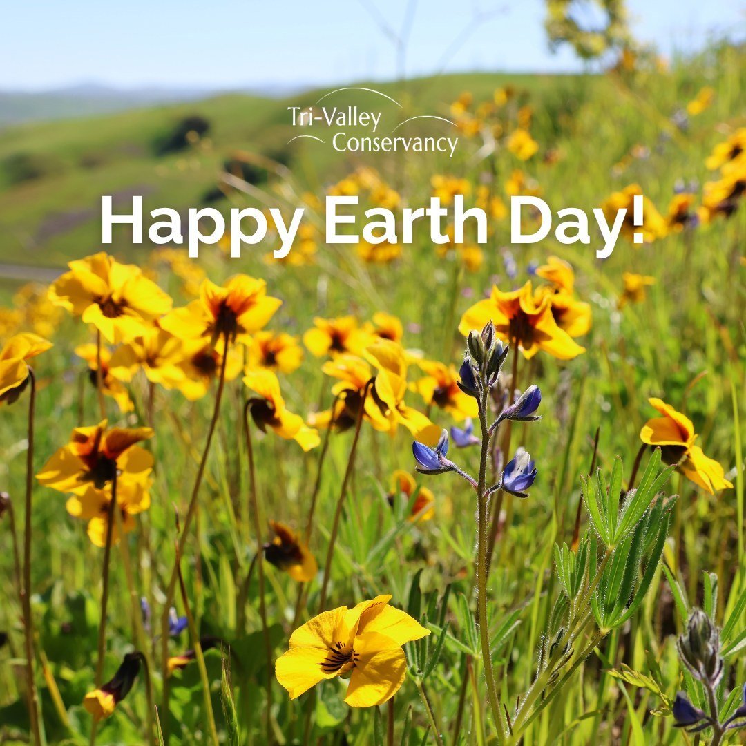 Happy Earth Day from TVC! ✨🌎⁠
⁠
Looking for ways to celebrate? Here are a few simple ideas:⁠
⁠
🌼 Spend some time out in nature⁠
🌾 Buy from local farmers⁠
♻️ Take part in local conservation efforts⁠
⁠
Here at TVC, safeguarding the land and wildlife