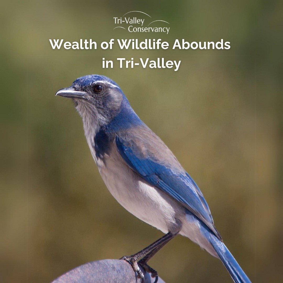 Did you know that the East Bay Regional Park District is home to more than 4,000 species of wildlife?

When it comes to wildlife, Tri-Valley is a natural haven. From majestic golden eagles to elusive bobcats, our region is teeming with biodiversity. 