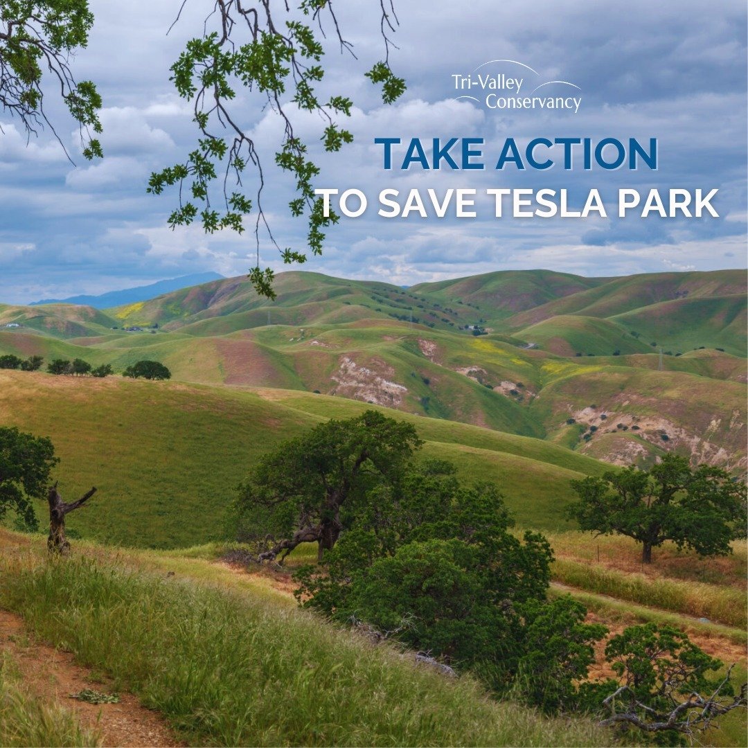 Help protect Tesla Park! Join our call to classify it as a State Reserve. 🏞️⁠
⁠
Together with 30+ organizations, we&rsquo;ve called on the California State Parks and the California State Park and Recreation Commission to recognize Tesla Park&rsquo;s