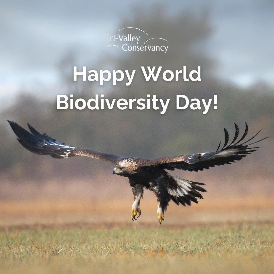 Happy World Biodiversity Day! 🌍🌱⁠
⁠
Today, we join millions across the globe in the call to 'Celebrate Saving Species'.⁠
⁠
Through habitat easements and conservation efforts, TVC is able to provide essential resources to safeguard critical biodiver